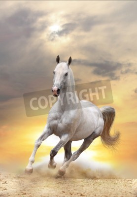Fotobehang Majestueus paard in de woestijn