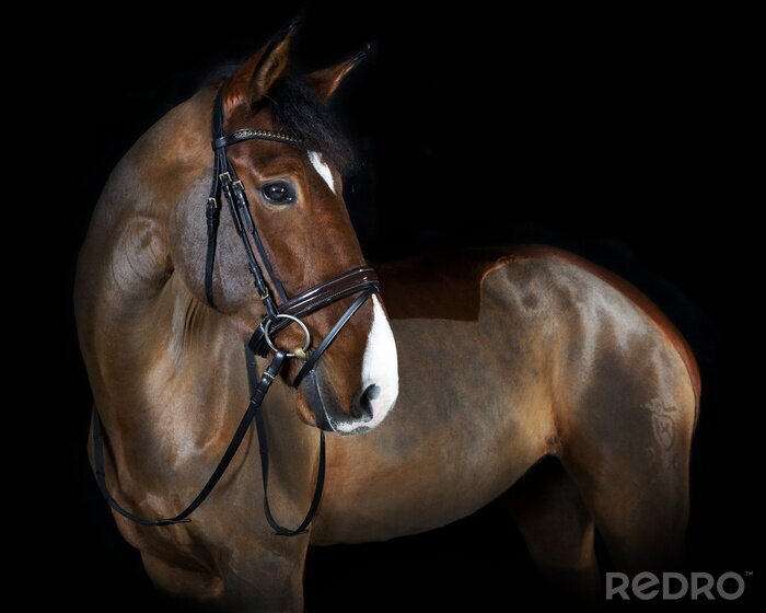 Fotobehang Majestueus paard op een zwarte achtergrond