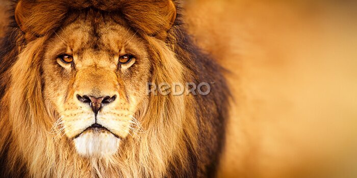 Fotobehang Majestueus portret van een leeuw
