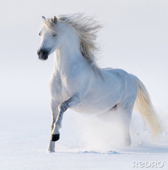 Fotobehang Majestueus wit paard