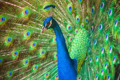 Fotobehang Majestueuze kleurrijke pauw