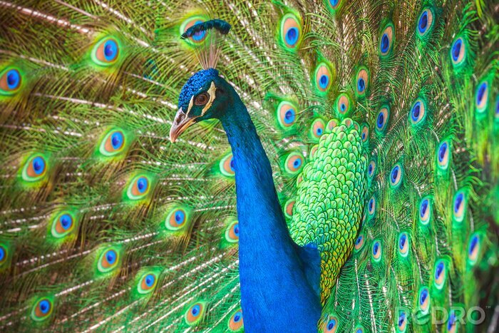 Fotobehang Majestueuze kleurrijke pauw