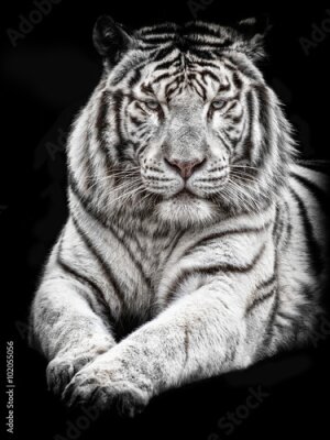 Fotobehang Majestueuze liggende tijger