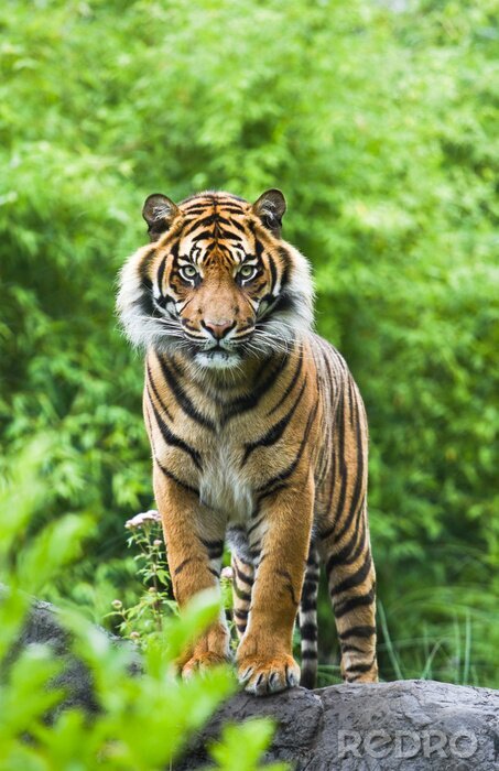 Fotobehang Majestueuze tijger in een boom
