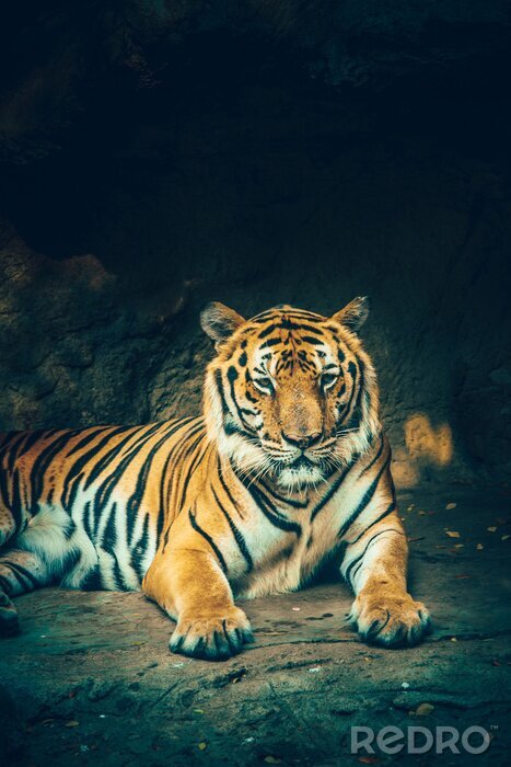 Fotobehang Majestueuze tijger op de achtergrond van de rots
