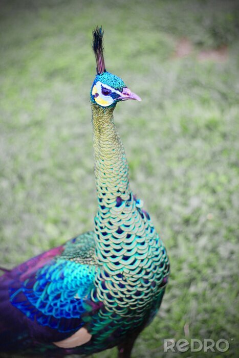 Fotobehang Majestueuze vogel in het park
