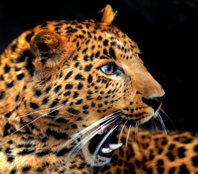 Fotobehang Majestueuze wilde luipaard