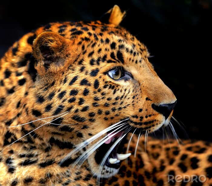 Fotobehang Majestueuze wilde luipaard