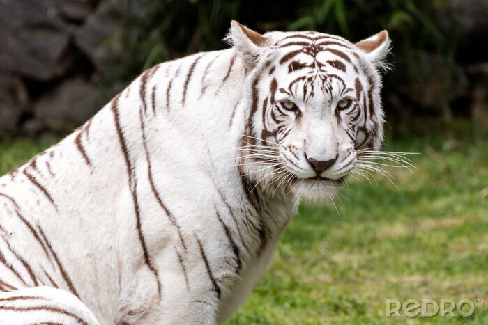 Fotobehang Majestueuze witte tijger