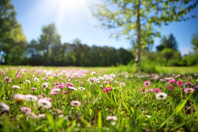 Meadow with lots of white and pink spring daisy flowers in sunny day. Nature landscape in estonia in early summer
