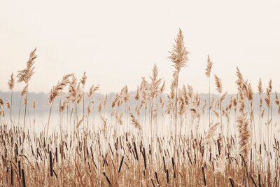 Fotobehang Meer riet gras natuur landschap