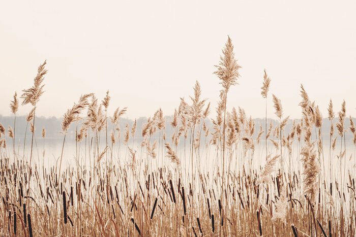 Fotobehang Meer riet gras natuur landschap