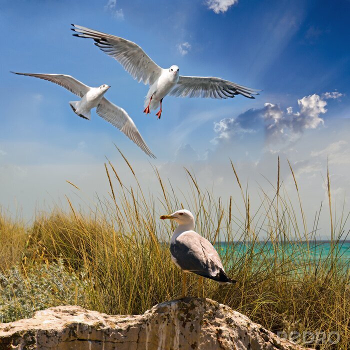 Fotobehang Meeuwen boven de zonnige zee