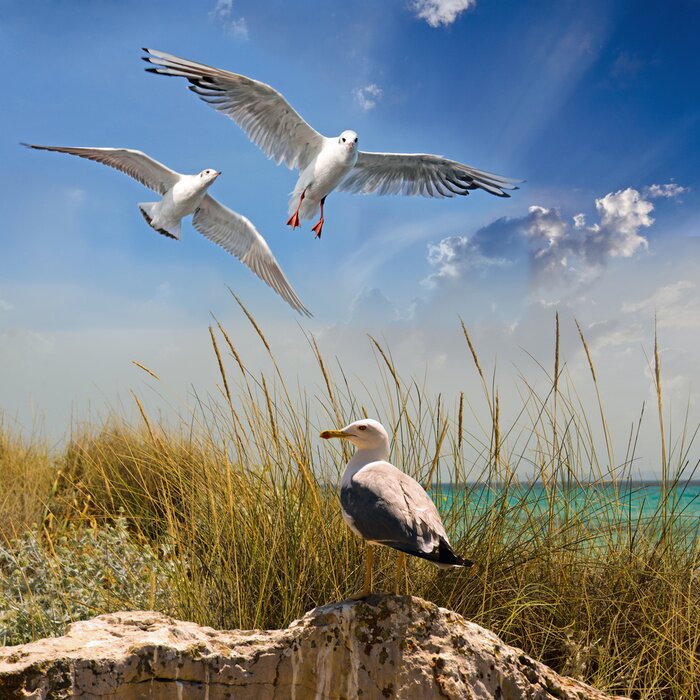 Fotobehang Meeuwen boven de zonnige zee