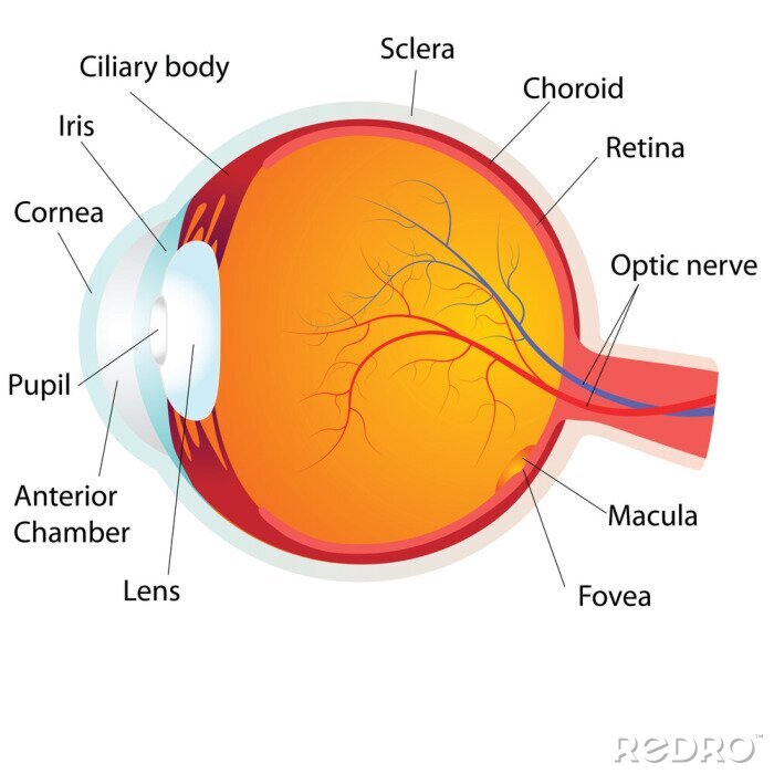 Fotobehang Menselijk oog anatomie, vector