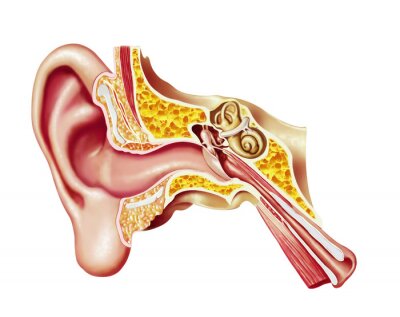 Fotobehang Menselijk oor cutaway diagram.