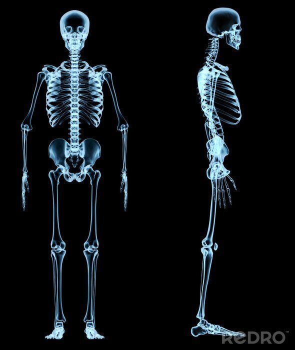 Fotobehang menselijk skelet onder de x-stralen