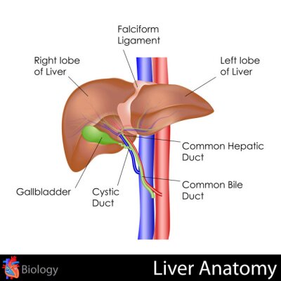 Fotobehang Menselijke lever Anatomie
