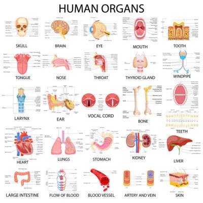Menselijke organen