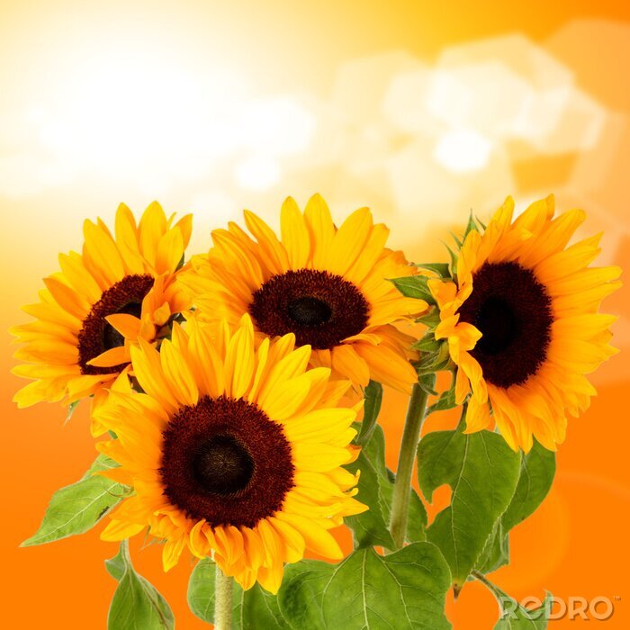 Fotobehang Met bloemmotief