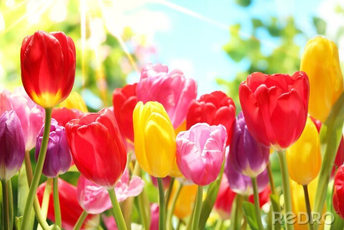 Fotobehang Met kleurrijke bloemen en zon