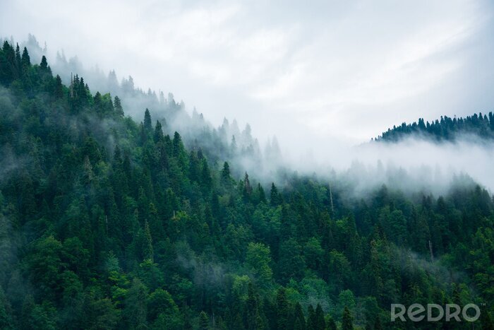 Fotobehang Minimalistisch beeld van een bos