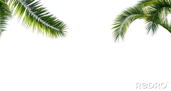 Fotobehang Minimalistische palmbladeren