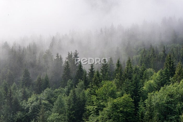 Fotobehang Mist boven een dicht donkergroen dennenbos