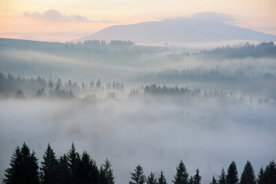Mist die het bos bedekt