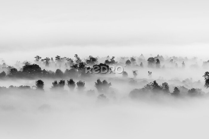 Fotobehang Mist die over het bos drijft