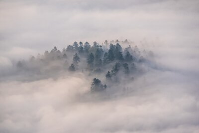 Fotobehang Mist en bomen in de Pieniny Bergen