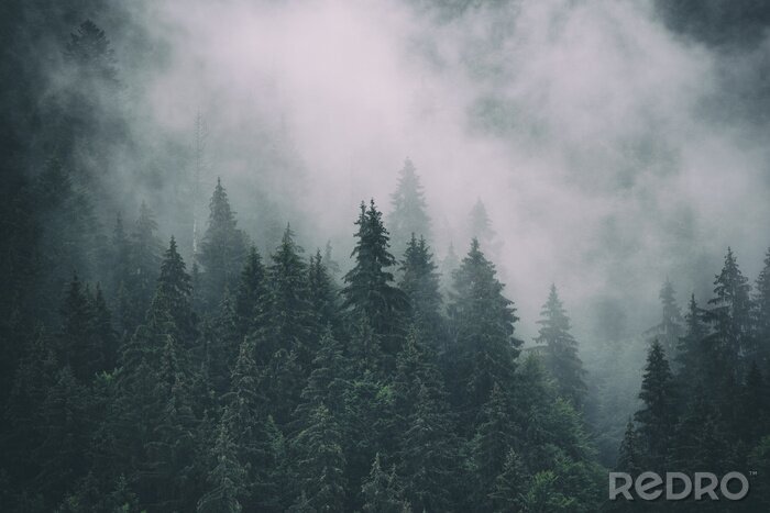 Fotobehang Mist en naaldbomen