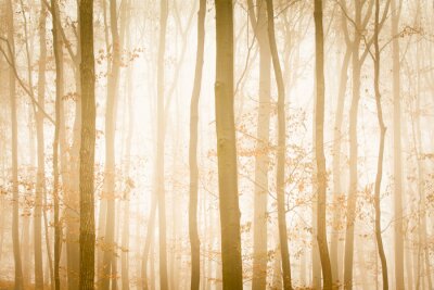 Fotobehang Mist met gele zonlicht dekt bomen in bos