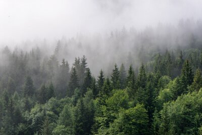 Fotobehang Mist over het dichte groene boslandschap