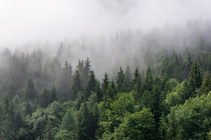 Fotobehang Mist over het dichte groene boslandschap
