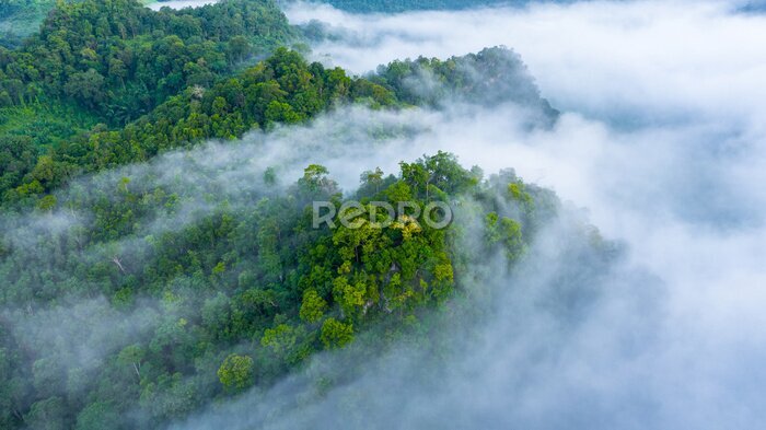 Fotobehang Mist over het groene tropische bos op de heuvels