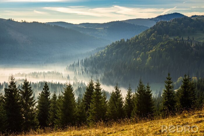 Fotobehang Mist over het naaldbos in de bergen