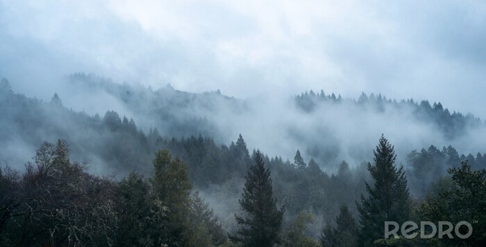 Fotobehang Mist tussen de bomen en heuvels