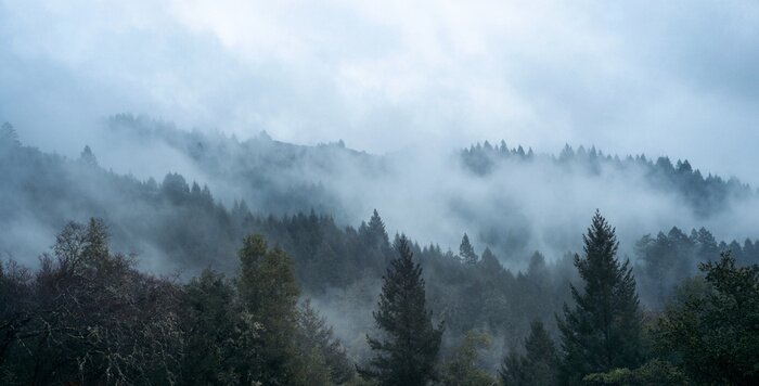 Fotobehang Mist tussen de bomen en heuvels