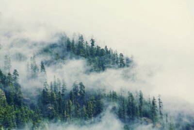 Fotobehang Mist tussen de groene bomen