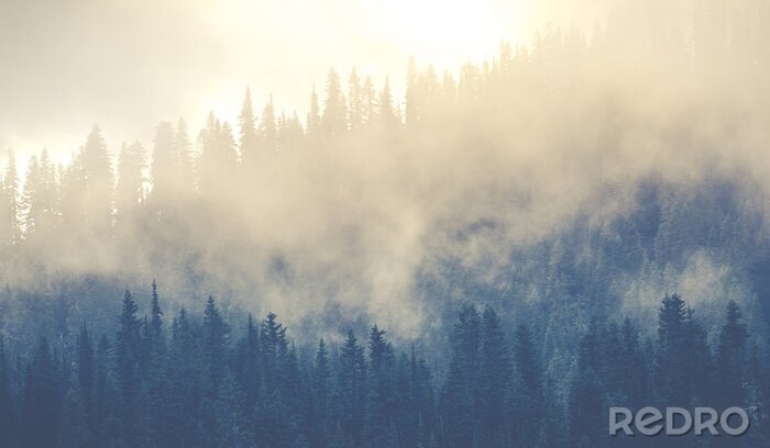 Fotobehang Mist verduistert het bos