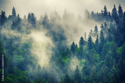 Fotobehang Mistig berglandschap met naaldbossen