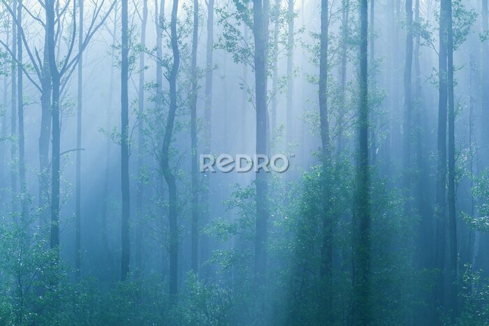 Fotobehang Mistig blauw van het bos