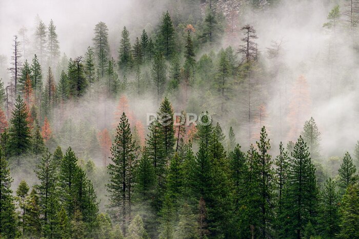 Fotobehang Mistig bos in Yosemite