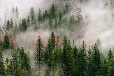 Fotobehang Mistig bos in Yosemite