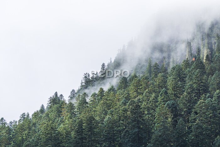 Fotobehang mistig boven bos in de avond.