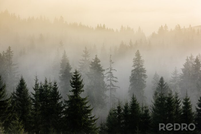 Fotobehang Mistig dennenbos bij zonsopgang