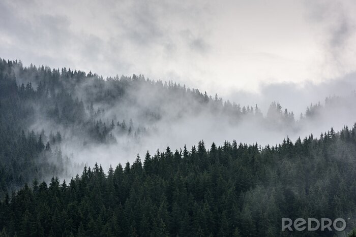 Fotobehang Mistig dennenboslandschap natuurbomen