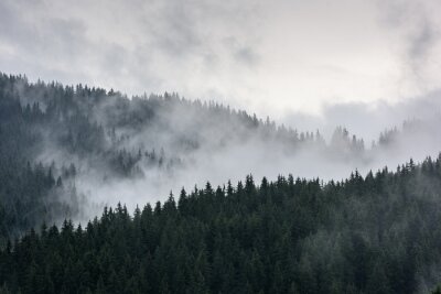 Fotobehang Mistig dennenboslandschap natuurbomen