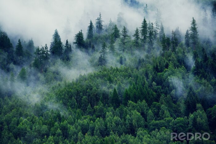 Fotobehang Mistig landschap met bos en ochtendmist